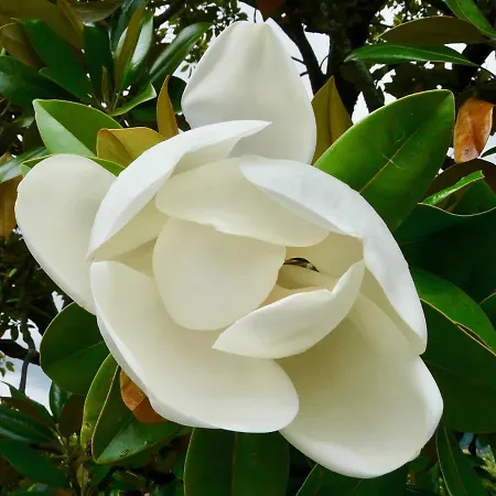 Apartment Magnolia : Superbe Deux-pieces Quartier Du Chateau *