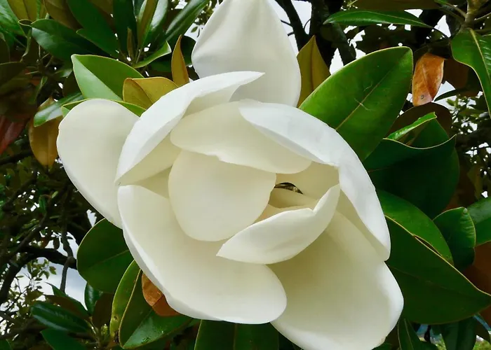 公寓 Magnolia : Superbe Deux-pieces Quartier Du Chateau *